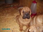 Chien sharpei - Miniature