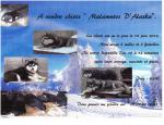 Chiots malamutes d'alaska - Miniature