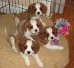 Chiots de race cavalier king charles, lof - Miniature