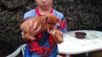 A reserver 2 chiots males  pinscher nain - Miniature