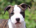Superbe chiots american staffordshire terrier - Miniature
