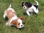 Deux chiot type cavalier king charles spaniel tricolor - Miniature