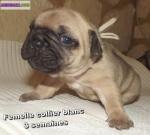 A donner femelles fauves de type bouledogue français - Miniature