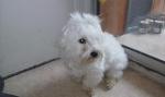 Adorable bichon maltais - Miniature