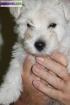 Superbes chiots de type westie (non l.o.f). - Miniature