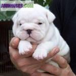 Chiots de type bouledogue anglais pour adoption - Miniature