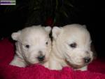 Chiots westie au lof - Miniature