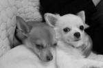 Chiots type chihuahuas - Miniature