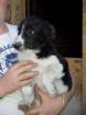 Chiots type border collie - Miniature