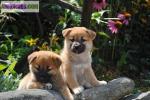 Chiot male type shiba inu - Miniature