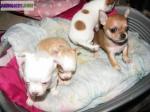 Chiots femelles type chihuahua - Miniature