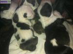 Chiots americain staff de pure race - Miniature