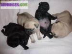 Chiots de type carlin non lof - Miniature