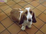 Demoiselle basset hound - Miniature