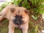 Chiots eurasier - Miniature