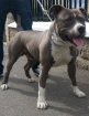 Saillie american staffordshire bleu staff amstaff - Miniature