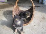 Chiots type bergers allemands non lof - Miniature