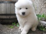 Chiots samoyede à réserver - Miniature