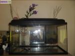 Aquarium 60 litres - Miniature