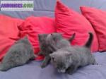 Adorables chartreux loof disponibles - Miniature