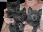 Chatons bleu de russie - Miniature