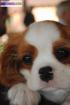 Chiot femelle genre cavalier king charles. - Miniature