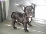 Magnifiques chiots type bouledogue francais - Miniature