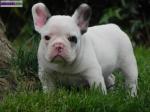 Bouledogue français lof - Miniature