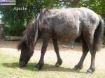 Poney - Miniature