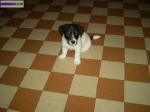 Chiots de type jack russel - Miniature