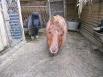 Poneys shetland - Miniature