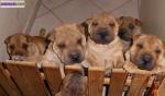 Chiots shar pei lof - Miniature