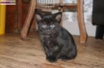 Chaton - Miniature