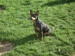 Chiot type pinscher nain - Miniature