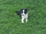 Chiots type border collie - Miniature