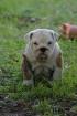   deux superbes chiots type bouledogue anglais non lof - Miniature