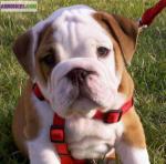 A reserver: chiots type bouledogue anglais male et femelle. - Miniature