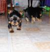 Deux chiots type yorkshire non lof  - Miniature