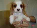 Chiots de race cavalier king charles, lof - Miniature