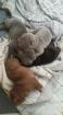 4 chiots d'apparence sharpei gris,marron,noir - Miniature