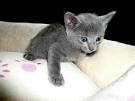 Chatons bleu russe loof. - Miniature