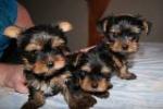 2 jolies chiots yorkshire - Miniature