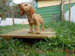 Chiot basset fauve de bretagne lof - Miniature