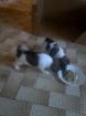 A retenir chiot jack russel  - Miniature