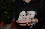 J'offre mes chiots jacks russel - Miniature