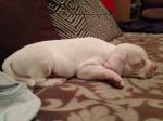 Chiots bouledogue americain pedigree - Miniature