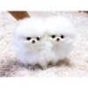 Magnifique chiots pomeranien - Miniature