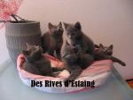 A réserver chatons chartreux à naitre fin mars - Miniature