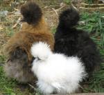 Poules soie - Miniature