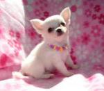 Disponible chiot chihuahua femelle et mâle  inscrit au lof  - Miniature